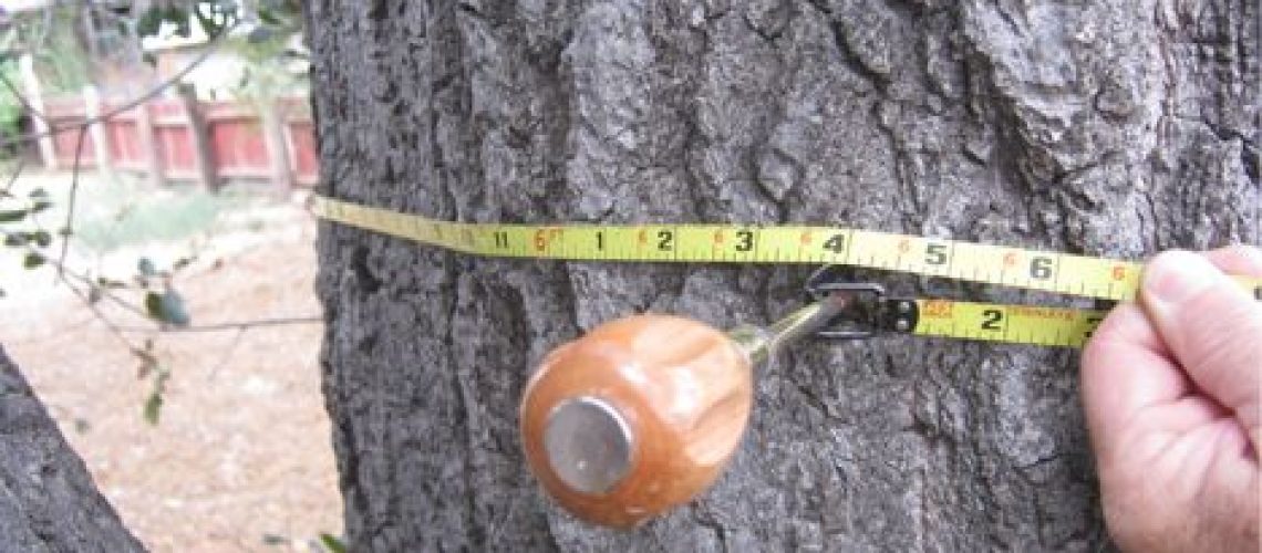 LA_Johnny_Southern_California_Shade_Tree3