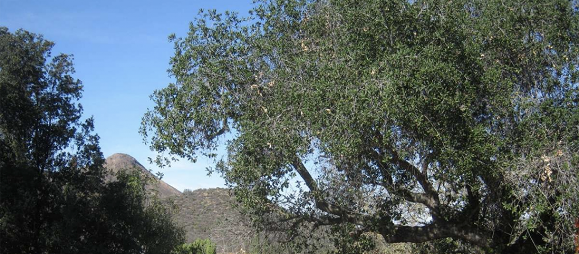 Tree Permit for Remodel Thousand Oaks LA Johnny