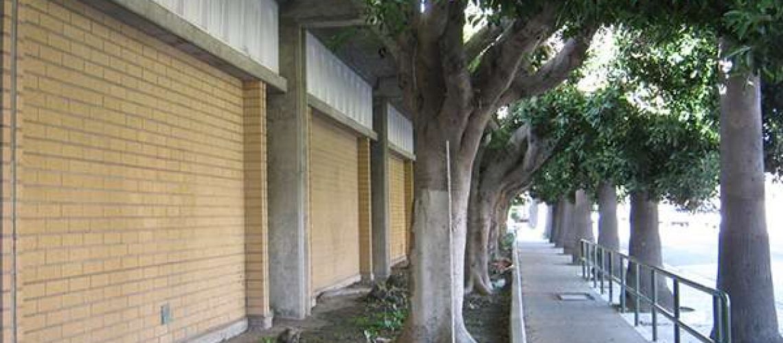 LA_Johnny_Southern_California_Tree_Selection3
