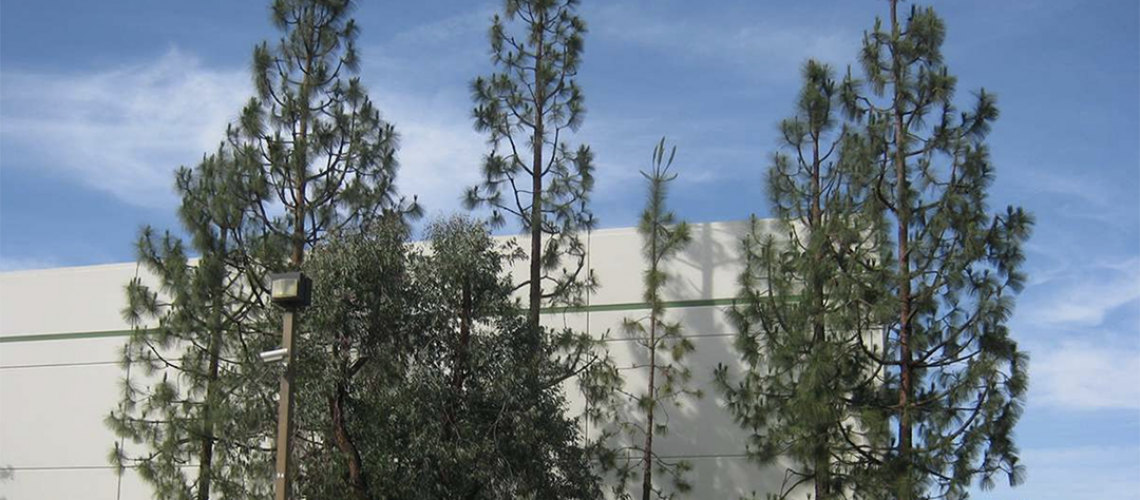 LA_Johnny_Southern_Tree_Appraisal_Report_For_Development_Permit4