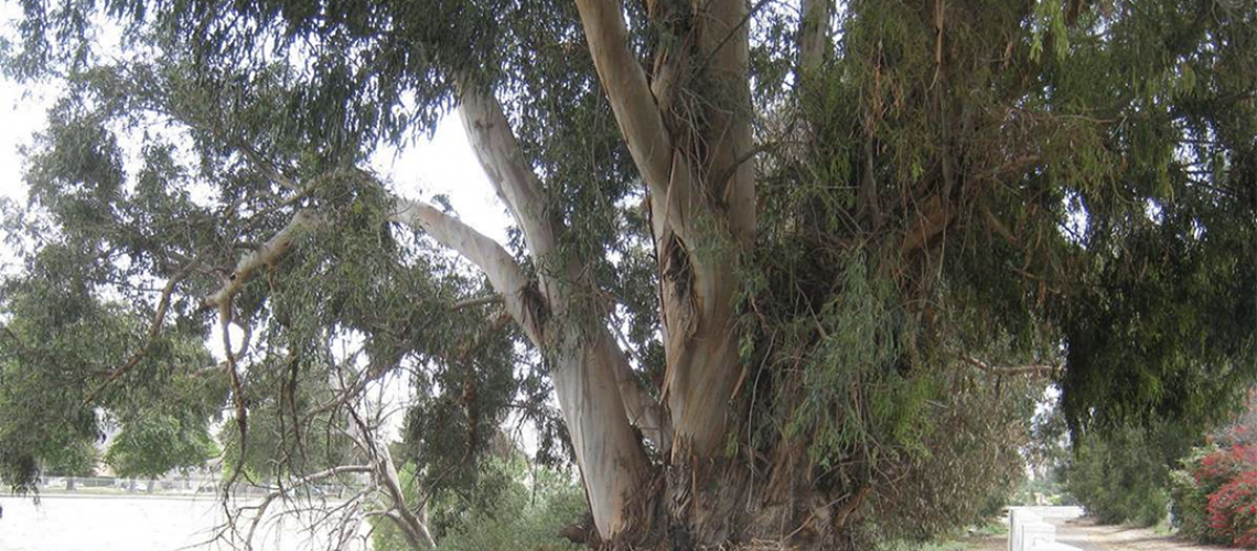 LA_Johnny_Tree_Risk_Assessment_Report_Southern_Bike_Trail
